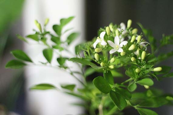 Trasplantes a las plantas