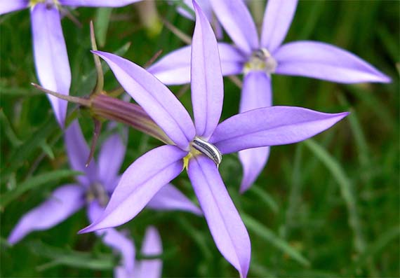 Isotoma, una pequeña gran planta