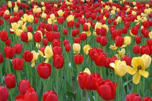 tulipanes