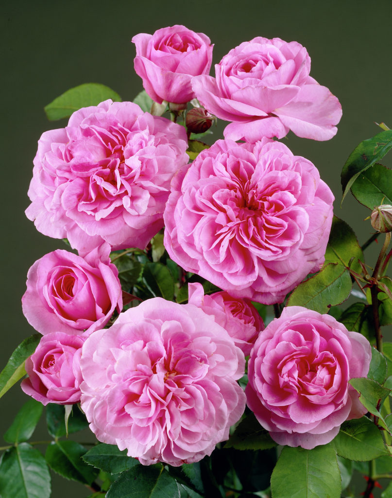 Rosa Centifolia