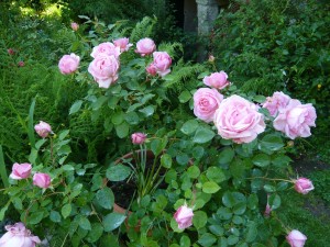 Rosal