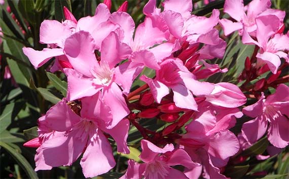 Adelfa, peligro en el jardín