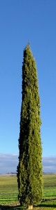 cipressi