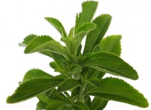 stevia (1)