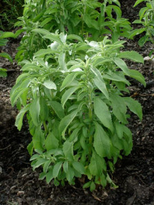 stevia