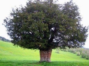 taxus