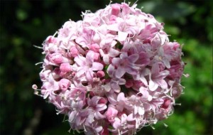 valeriana