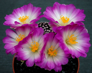 1159087174mammillaria-luethyi2