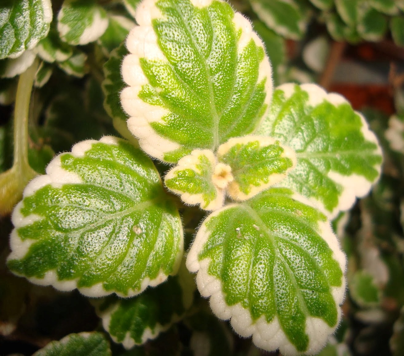 Plectranthus coleoides: Planta del Incienso
