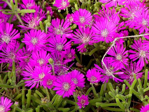 Drosanthemum hispidum: Rocío Púrpura o Uña de Gato.
