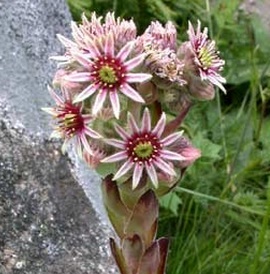 Flor siempreviva