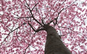 Hanami-tree