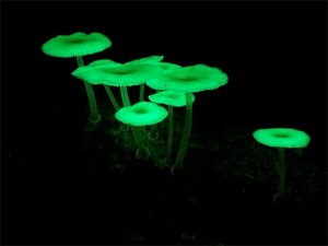 Hongos fluorescentes