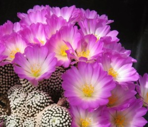 Mammillaria