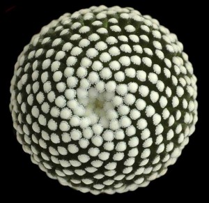 Mammillaria_luethyi