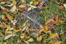 Cuidados de nuestro jardín en octubre