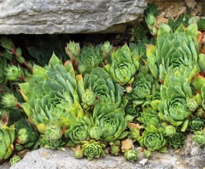 Sempervivum_tectorum