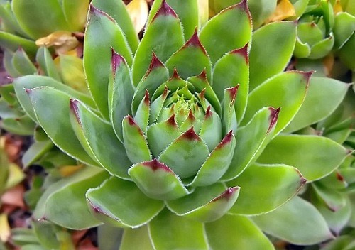 Sempervivum Tectorum. Planta Siempreviva.