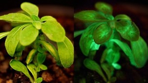 bioglow