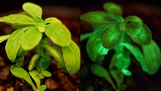 Plantas luminiscentes