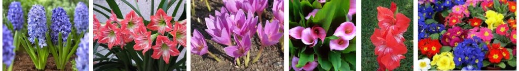 Bulbos floración