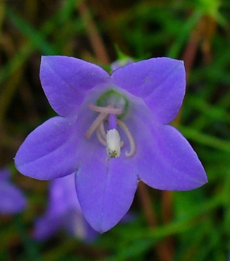 Campanula rotundifolia o Campanilla de Irlanda