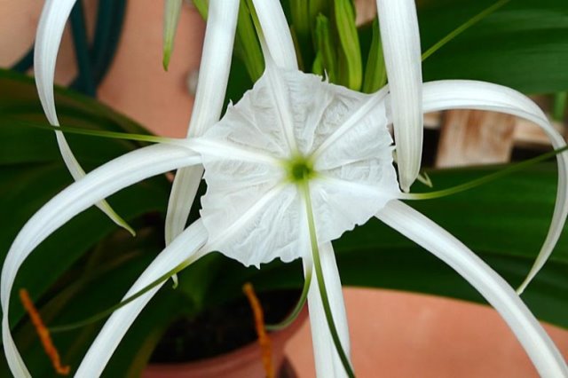 El Lirio Araña: «Hymenocallis littoralis»