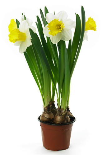 Bulbos de Primavera – Bulbos de Otoño