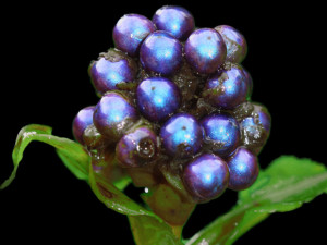 Polliabrillante