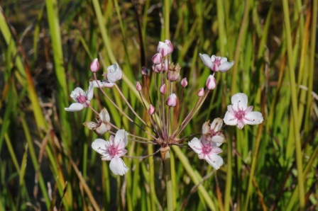 Junco Florido: Butomus umbellatus