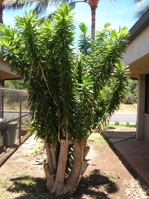 dracaena dracaena
