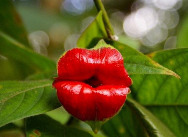 Psychotria elata: La flor del beso