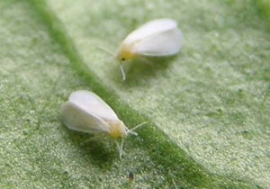 mosca-blanca