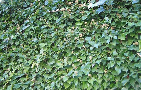 Arbustos trepadores en los jardines