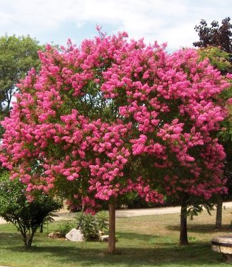 El árbol de Júpiter