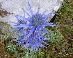 Eryngium bourgatii: Cardo azul o cardo de Magdalena