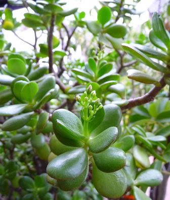 Crassula ovata: El árbol de Jade