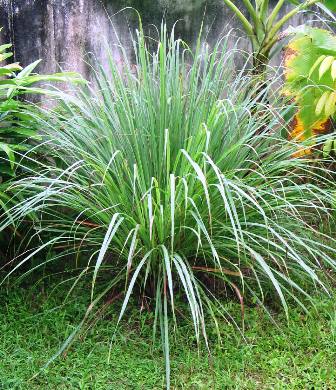 Cymbopogon citratus: Planta del limoncillo