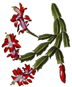 Schlumbergera_tallo
