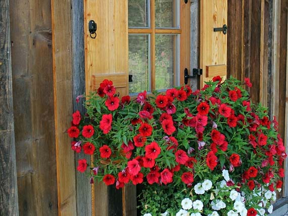 Consejos para cuidar las plantas en la terraza