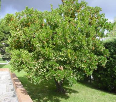 El Madroño: Arbutus unedo.