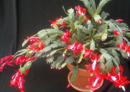 La Schlumbergera o Cactus de Navidad