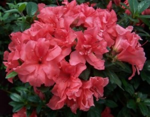 Azalea