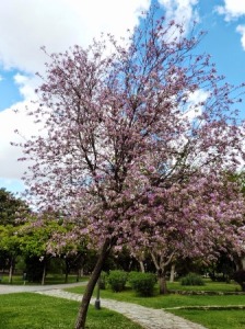 Bauhinia variegata (Pata de vaca)