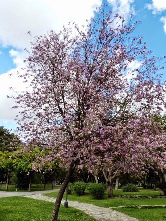 Bauhinia variegata: Árbol de Pata de Vaca