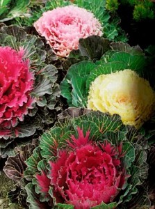 Col decorativa