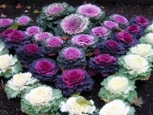 Col__ornamental