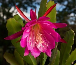 Epiphyllum_flor