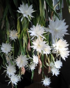 Epiphyllum_planta