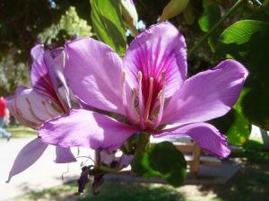 Flor Bauhinia-variegata